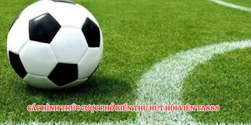 Các hình thức cược phổ biến thu hút hội viên TA888