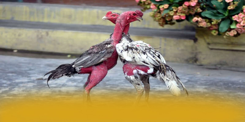 Khuyến mãi khủng dành cho tất cả người chơi tại BET168 Khuyến mãi khủng dành cho tất cả người chơi tại BET168